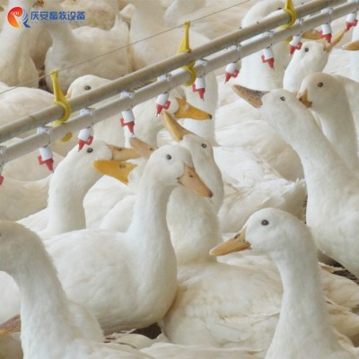 廠家直銷 QZH 高端養殖平養 乳頭飲水線 鴨子 畜牧養殖設備