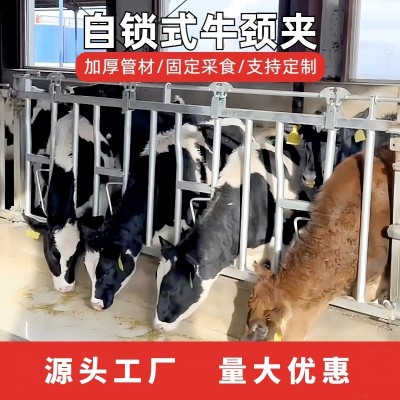 養(yǎng)牛廠自鎖式牛頸枷單雙開活位奶牛場(chǎng)設(shè)備牧場(chǎng)加厚熱鍍鋅牛頸夾